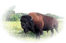 Manitoba bison